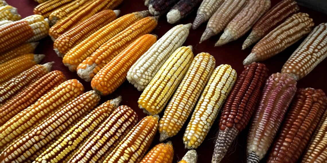 Gobierno de Oaxaca trabaja por la soberanía alimentaria y la autosuficiencia en maíz