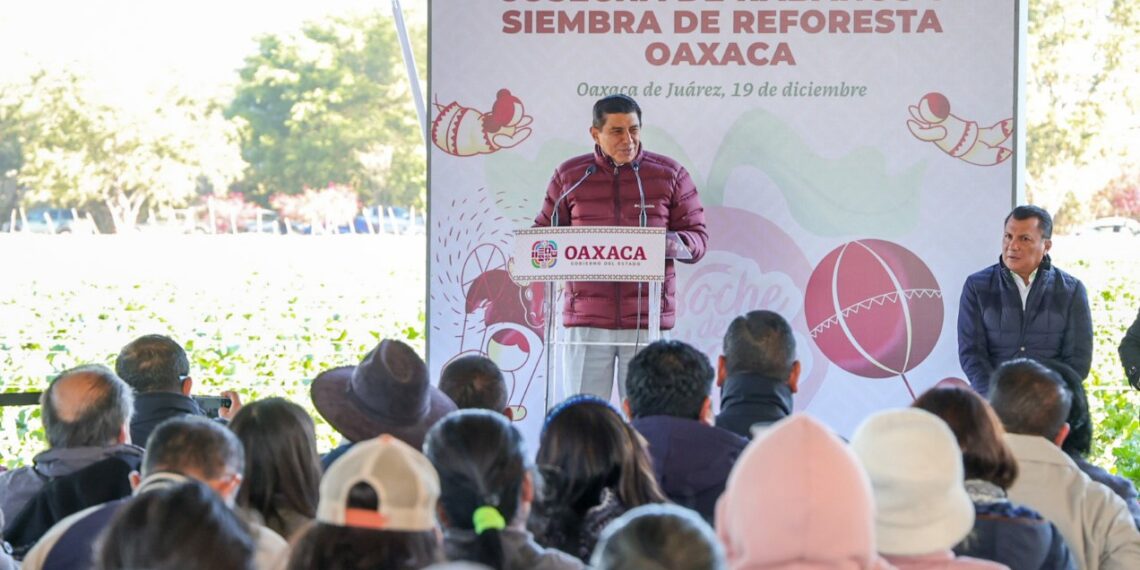 Inicia Jara Cruz cosecha de rábanos y siembra simbólica de Reforesta Oахаса 2024