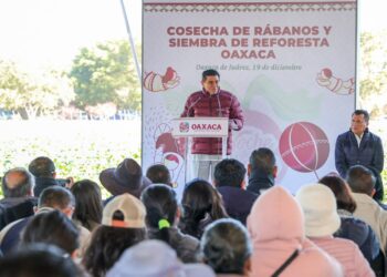 Inicia Jara Cruz cosecha de rábanos y siembra simbólica de Reforesta Oахаса 2024