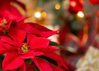 Cena navideña más cara: Advierten alza en precios de alimentos por cierre ferroviario en frontera