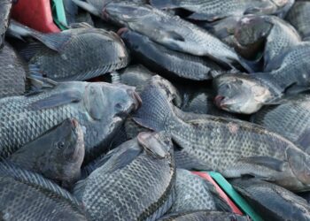 Revierte Sefader insuficiencia alimentaria con producción de peces