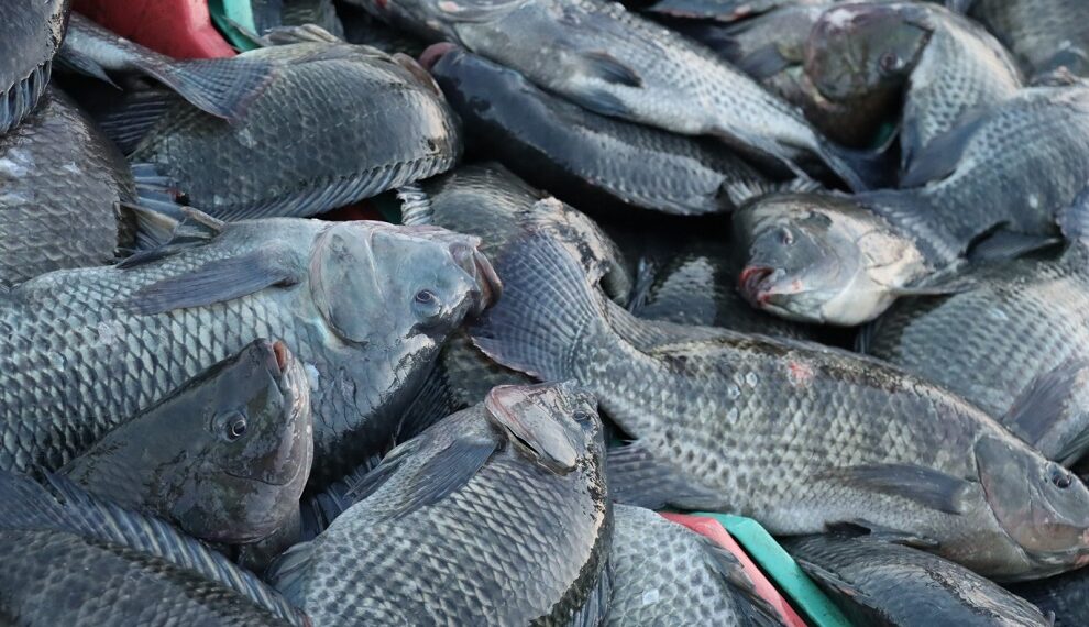 Revierte Sefader insuficiencia alimentaria con producción de peces